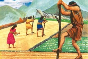 cultivo-propiedade-semillas-chia-herboristeria-online