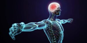 esqueleto transparente con brazos abiertos y cerebro marcado en rosa