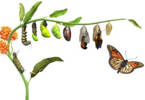 proceso de transformación de una mariposa