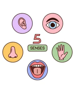 5 sentidos.mindfulness.ejercicios faciles para calmar la mente