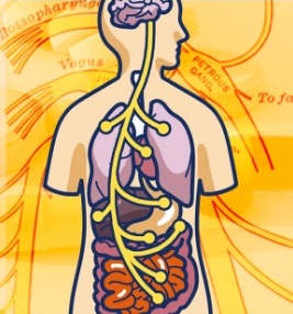 dibujo del recorrido del nervio vago dentro del cuerpo