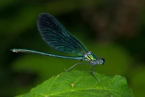 libelula.significado espiritual.libelula azul