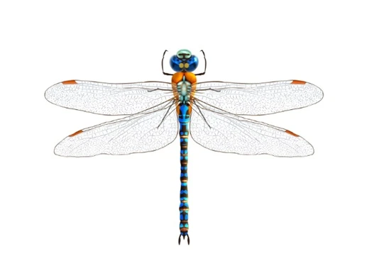 libelula.singificado.espiritual