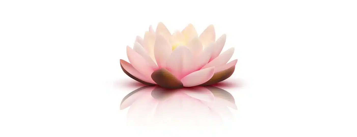 flor de loto