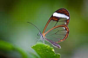 mariposa de cristal.Sanate.info