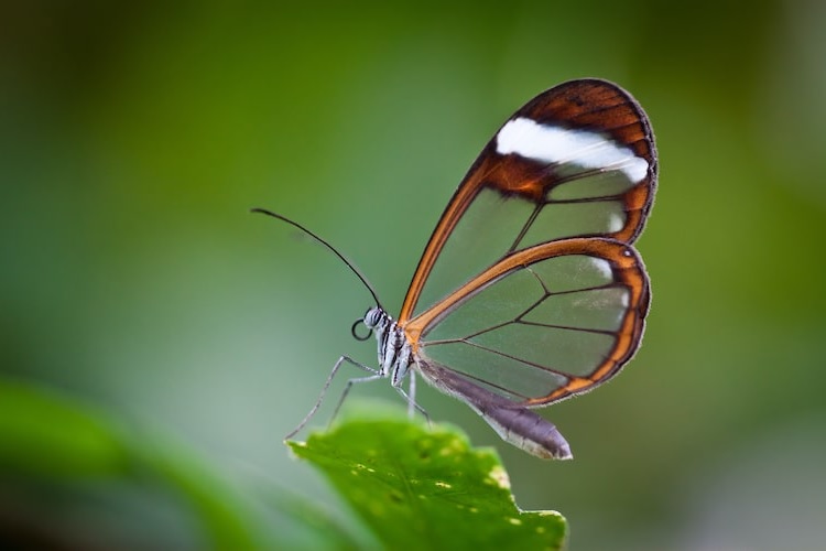 mariposa de cristal.Sanate.info