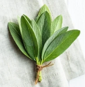 Salvia-propriedades-beneficios-usos-medicinales