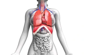 El diafragma: qué es y como funciona