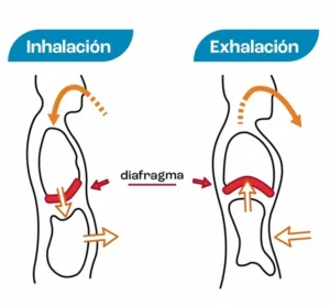 diafragma-respiracion-digestion