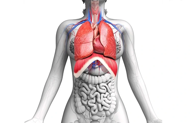 El diafragma: qué es y como funciona