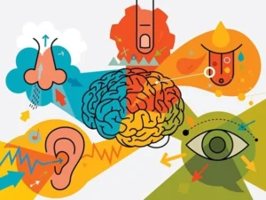 sistema-limbico-aprendizaje-imagenes-interocepcion